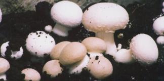К чему снятся грибы с большими шляпками