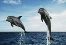 Толкование снов: к чему снятся дельфины в море
