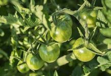 Рецепт икры из зеленых помидоров «Пальчики оближешь» — привет из осени
