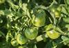 Рецепт икры из зеленых помидоров «Пальчики оближешь» — привет из осени